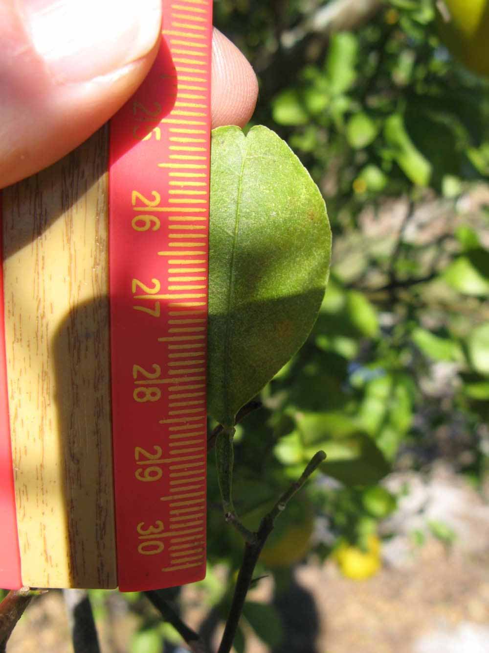            Unifoliolate leaf (Winter Haven, FL)   